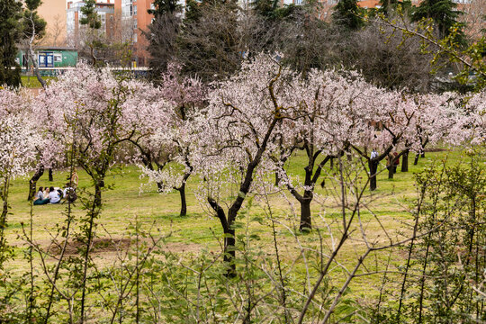 people walking or resting in the public park called Quinta de los Molinos with the almond trees in bloom in Madrid