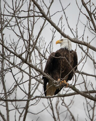 Bald eagle fishing on reelfoot lake state park in Tennessee