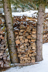 Gestapeltes Brennholz zwischen zwei Bäumen/ Meterholz (Holzlager im Winter bei Schnee) -...