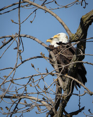 Bald eagle fishing on reelfoot lake state park in Tennessee