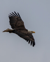 Bald eagle fishing on reelfoot lake state park in Tennessee