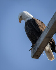 Birds - Bald Eagle, Tumalo State Park, Tumalo, Oregon