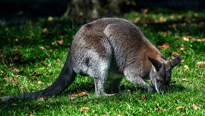 Bennett`s wallaby on the lawn. Latin name - Macropus rufogriseus  © Mikhail Blajenov