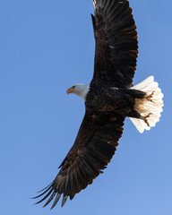 Birds - Bald Eagle, Tumalo State Park, Tumalo, Oregon