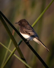 Black Phoebe at San Joaquin Marsh wildlife sanctuary in Irvine California
