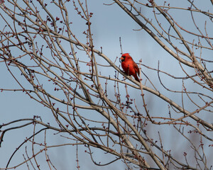 Birds - Cardinal, Spring Creek WMA, Medina, Tennessee