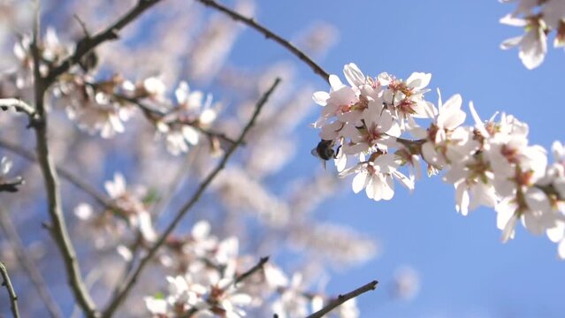 Flowering almond tree branch and bumblebee picking pollen from flowers 