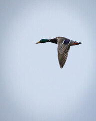 Mallard, Geese and ducks at Duck river national wildlife refuge in Tennessee
