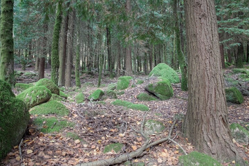Mossy rocks from deep forest