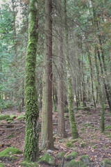 Beautiful mossy woods