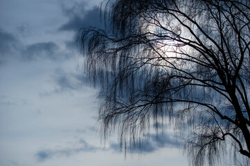 曇天と柳のシルエット