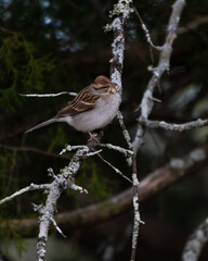 Birds, Chipping Sparrow, Pickwick Landing State Park, Tennessee