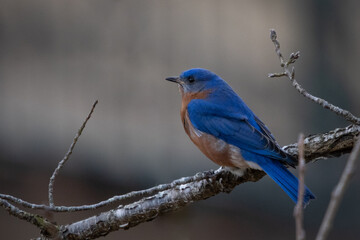Birds, Eastern Blue Bird, Pickwick Landing State Park, Tennessee
