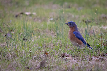 Birds, Eastern Blue Bird, Pickwick Landing State Park, Tennessee