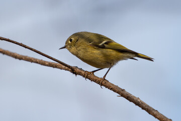 Birds, Yellow Breasted Chat, Pickwick Landing State Park, Tennessee