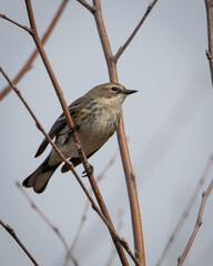 Birds, Yellow Rumped Warbler, Pickwick Landing State Park, Tennessee