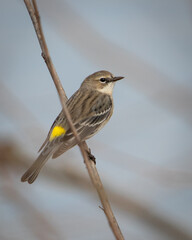 Birds, Yellow Rumped Warbler, Pickwick Landing State Park, Tennessee
