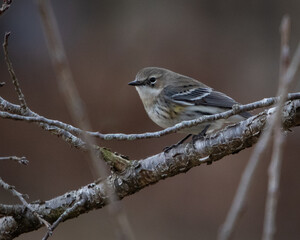 Birds, Yellow Rumped Warbler, Pickwick Landing State Park, Tennessee