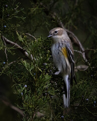 Birds, Yellow Rumped Warbler, Pickwick Landing State Park, Tennessee