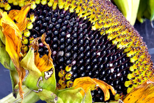 Sunflower Losing Its Flowers