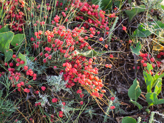 Close-up of bright red sweet ephedra berries in sunlight on a green background.  Beautiful wild scarlet edible berries in the thickets of various herbs. The medicinal plant is used for weight loss