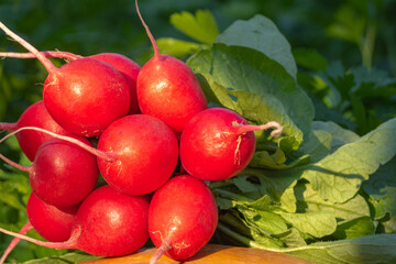 Red radish. Growing organic vegetables. Close-up of a bunch of freshly picked radishes against a background of greenery in the garden. Healthy food using natural products from an organic farm