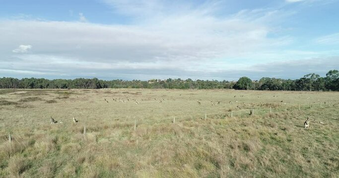 Smooth aerial perspective fly over of kangaroos feeding on open dry grass area.