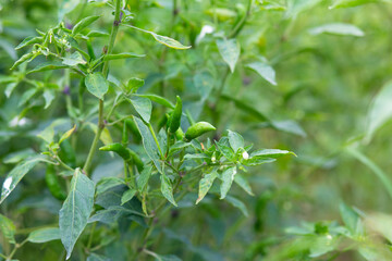 Fresh Chili in organic garden. 