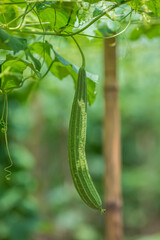 Green Luffa acutangula (Chinese okra), Sponge gourd, or silk squash hanging from a tree on a vegetable farm. Fresh Chinese okra hanging on the garden. Shallow depth of field and Close-up view.