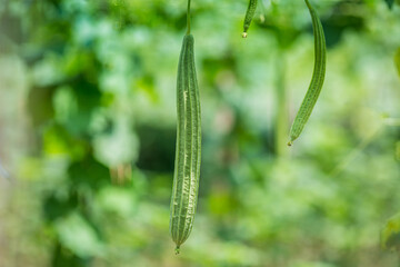 Green Luffa acutangula (Chinese okra), Sponge gourd, or silk squash hanging from a tree on a vegetable farm. Fresh Chinese okra hanging on the garden. Shallow depth of field and Close-up view.