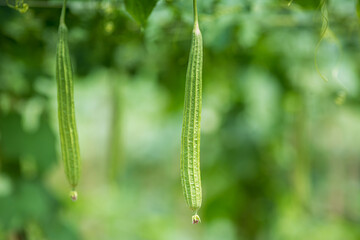Green Luffa acutangula (Chinese okra), Sponge gourd, or silk squash hanging from a tree on a vegetable farm. Fresh Chinese okra hanging on the garden. Shallow depth of field and Close-up view.