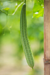 Green Luffa acutangula (Chinese okra), Sponge gourd, or silk squash hanging from a tree on a vegetable farm. Fresh Chinese okra hanging on the garden. Shallow depth of field and Close-up view.