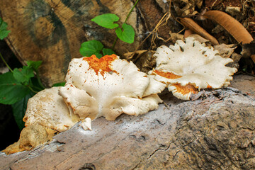 Fungus on a tree root, nature image