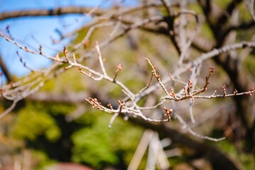 branch of a tree