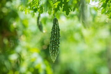 Green bitter melon, Bitter gourd or Bitter squash hanging from a tree on a vegetable farm. Fresh Bitter melon hanging on the garden. Shallow depth of field and Close-up view. - obrazy, fototapety, plakaty