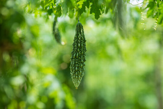 Green bitter melon, Bitter gourd or Bitter squash hanging from a tree on a vegetable farm. Fresh Bitter melon hanging on the garden. Shallow depth of field and Close-up view.