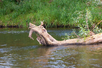 A snag like a snake with a crown peeps out of the forest river