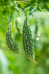 Green bitter melon, Bitter gourd or Bitter squash hanging from a tree on a vegetable farm. Fresh Bitter melon hanging on the garden. Shallow depth of field and Close-up view.