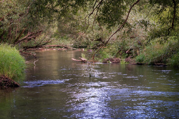 Forest river in the shadow of a forest on a summer sunny day