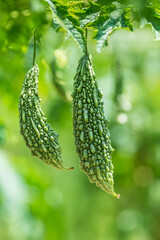 Green bitter melon, Bitter gourd or Bitter squash hanging from a tree on a vegetable farm. Fresh Bitter melon hanging on the garden. Shallow depth of field and Close-up view.