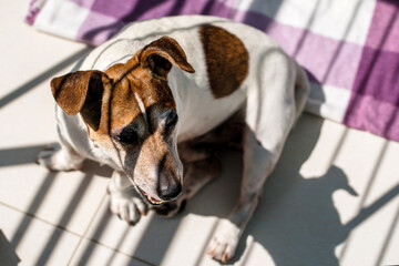 Jack Russell Terrier dog lies on blanket in room corner on hot sunny day close view from above