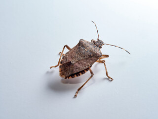 A bedbug on a white background. A very injurious bug to crops. Halyomorpha haly     