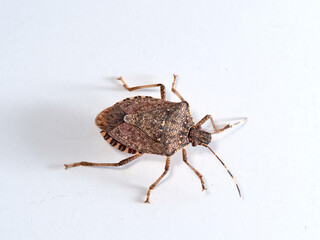 A bedbug on a white background. A very injurious bug to crops. Halyomorpha haly     