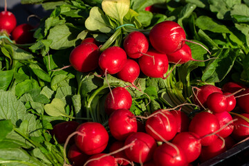 rzodkiewka, młoda wiosenna rzodkiewka, świeża rzodkiewka