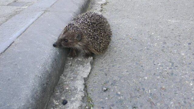 A large prickly hedgehog runs along the sidewalk in the walking street. Animals in the city.