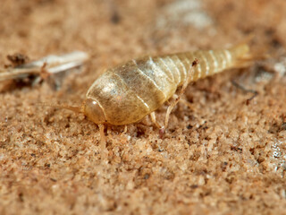 Silverfish of genus Neoasterolepisma