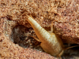 Silverfish of genus Neoasterolepisma
