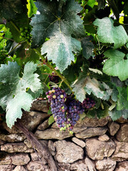 Racimus of black grapes of a vine on a stone wall