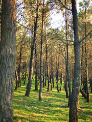 Fototapeta premium Forest of young trees