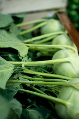 kalarepa, młoda kalarepa, kalarepa wiosną, kohlrabi, young kohlrabi, kohlrabi in spring